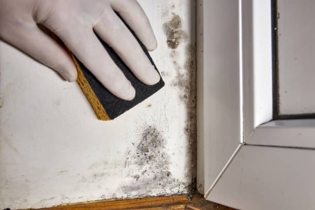 Best Attic Mold Removal  in USA